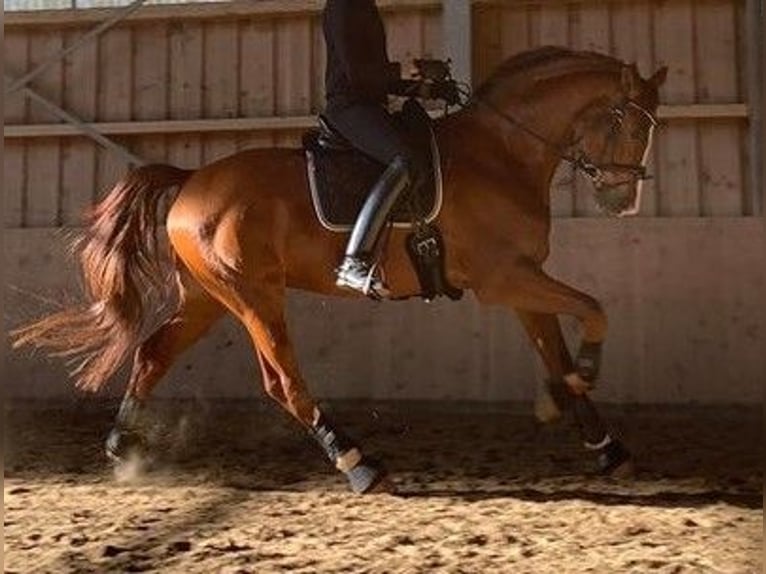 Westphalian Gelding 12 years 17,1 hh Chestnut-Red in Wolfsheim
