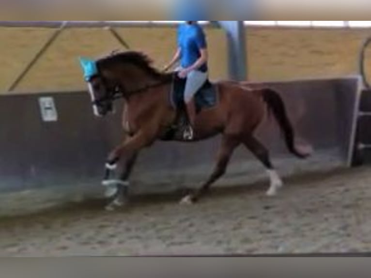 Westphalian Gelding 12 years 17,1 hh Chestnut-Red in Wolfsheim