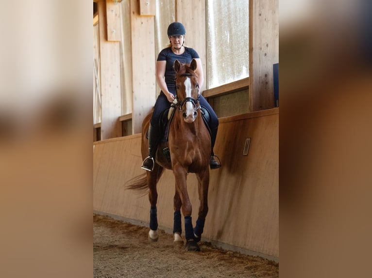 Westphalian Gelding 12 years 17,1 hh Chestnut-Red in Wolfsheim