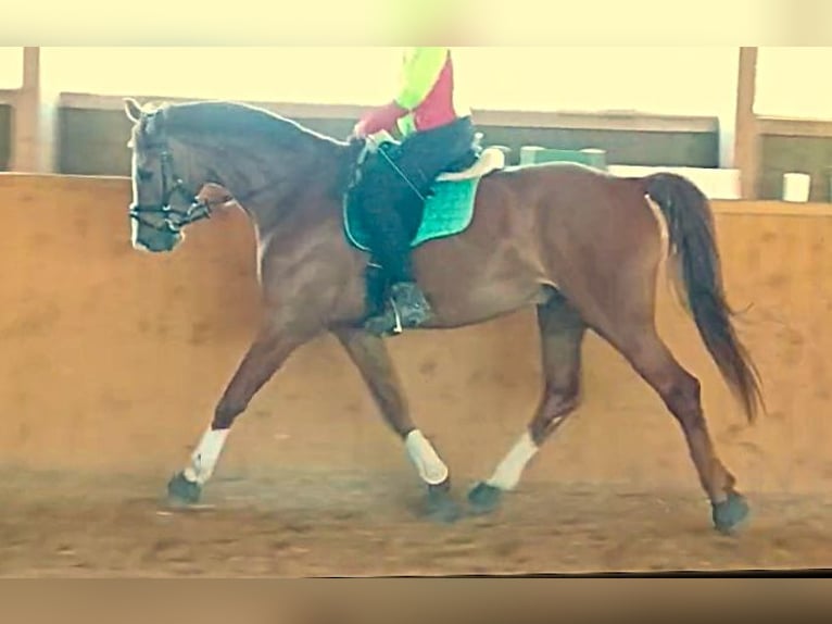 Westphalian Gelding 12 years 17,1 hh Chestnut-Red in Wolfsheim