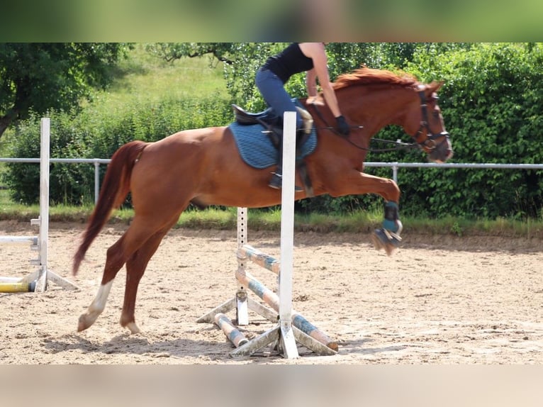 Westphalian Gelding 12 years 17,1 hh Chestnut-Red in Wolfsheim