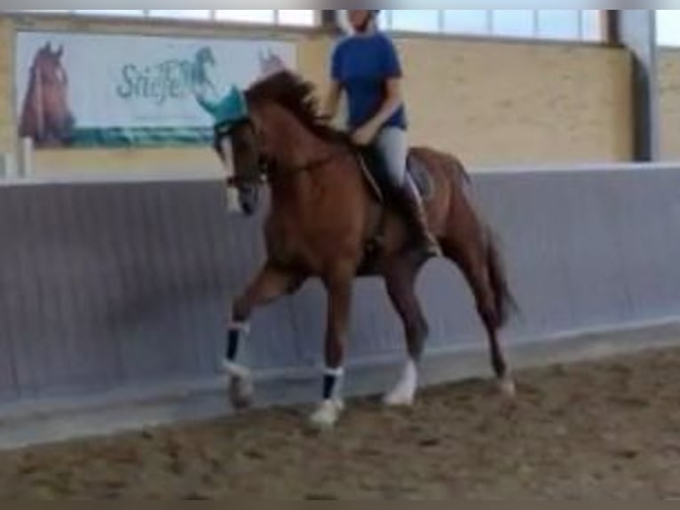 Westphalian Gelding 12 years 17,1 hh Chestnut-Red in Wolfsheim