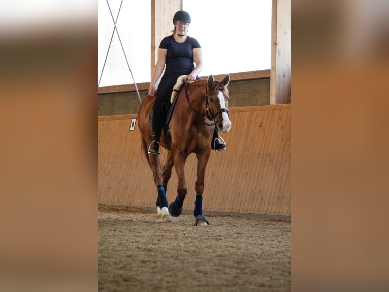 Westphalian Gelding 12 years 17,1 hh Chestnut-Red in Wolfsheim