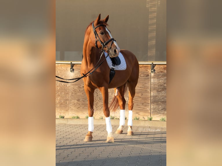 Westphalian Gelding 12 years 17,1 hh Chestnut-Red in Wolfsheim