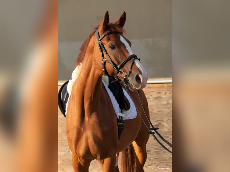 Westphalian Gelding 12 years 17,1 hh Chestnut-Red in Wolfsheim