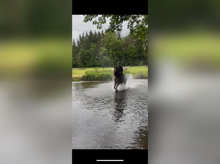 Westphalian Gelding 12 years 17,1 hh Chestnut-Red in Bad W&#xFC;nnenberg