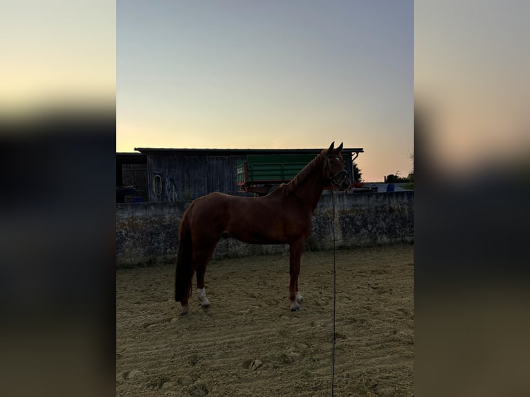 Westphalian Gelding 12 years 17,1 hh Chestnut-Red in Bad W&#xFC;nnenberg