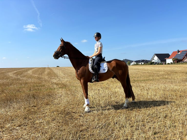 Westphalian Gelding 12 years 17,1 hh Chestnut-Red in Bad W&#xFC;nnenberg