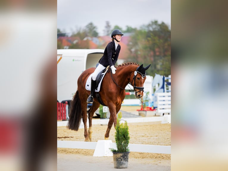 Westphalian Gelding 12 years 17,1 hh Chestnut-Red in Bad W&#xFC;nnenberg