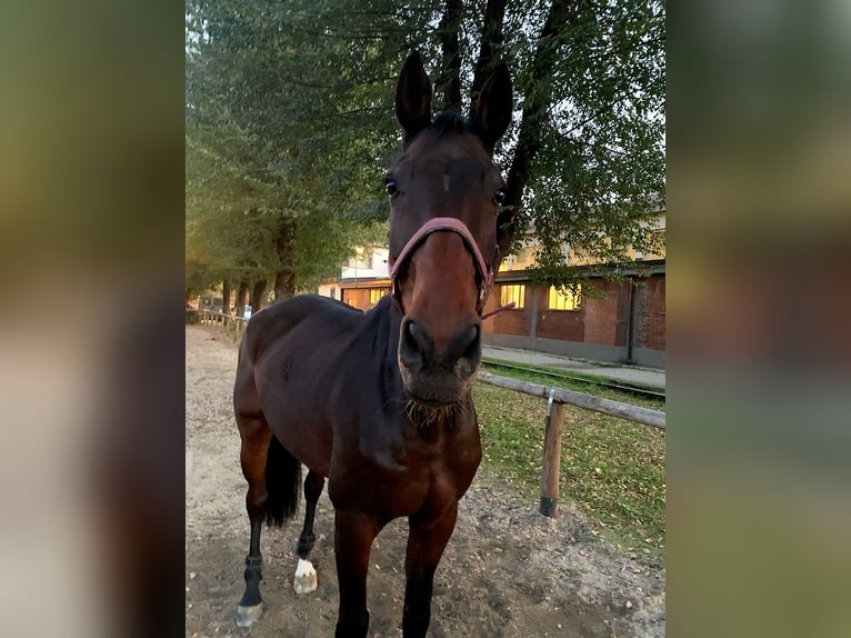 Westphalian Gelding 12 years 18 hh Brown in Favria
