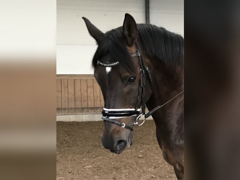 Westphalian Gelding 13 years 15,2 hh Bay-Dark in Dülmen