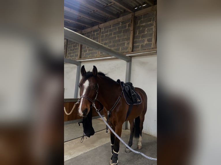 Westphalian Gelding 13 years 15,2 hh Brown in Stolberg (Rheinland)