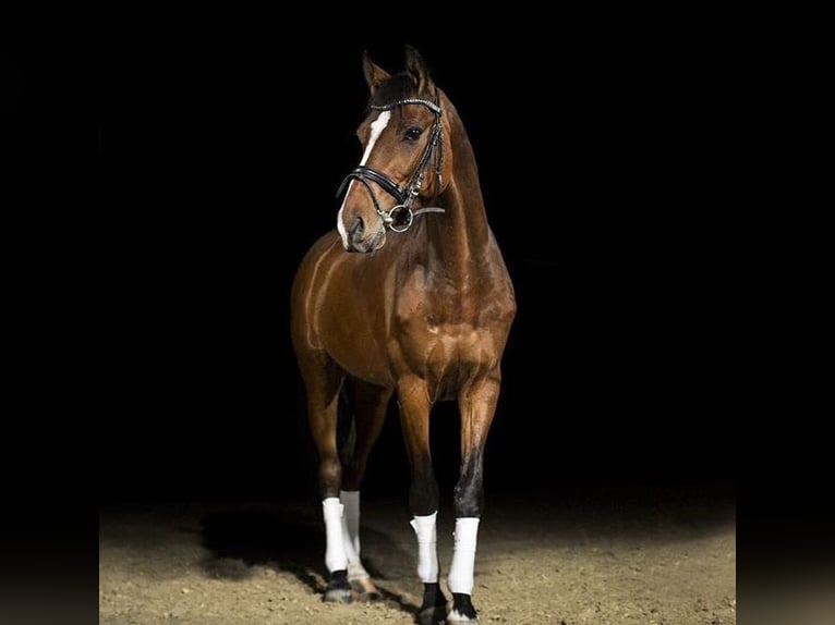 Westphalian Gelding 13 years 15,2 hh Brown in Stolberg (Rheinland)