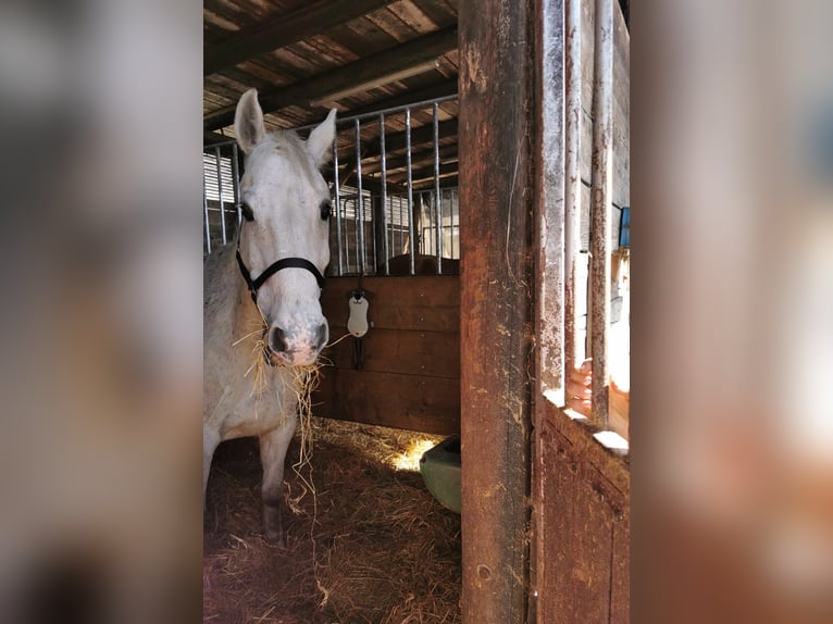 Westphalian Gelding 13 years 15,2 hh Gray in Dülmen