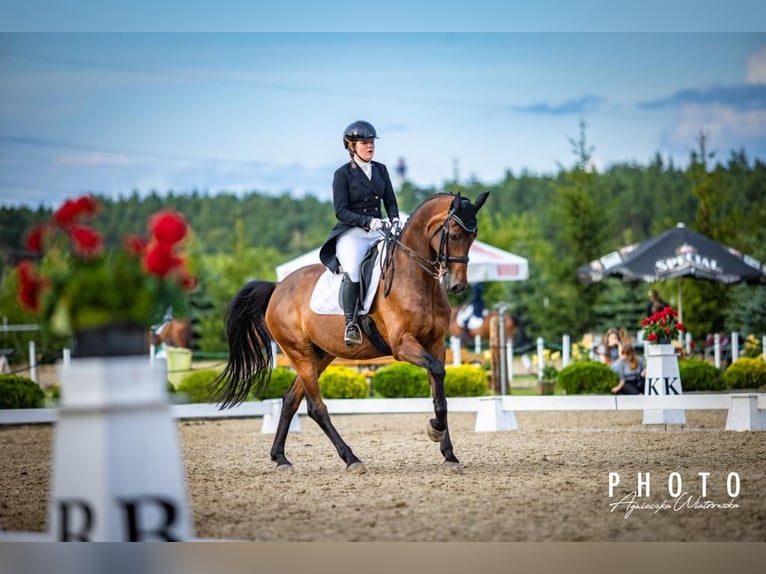 Westphalian Gelding 13 years 16,1 hh Bay in Drawsko Pomorskie