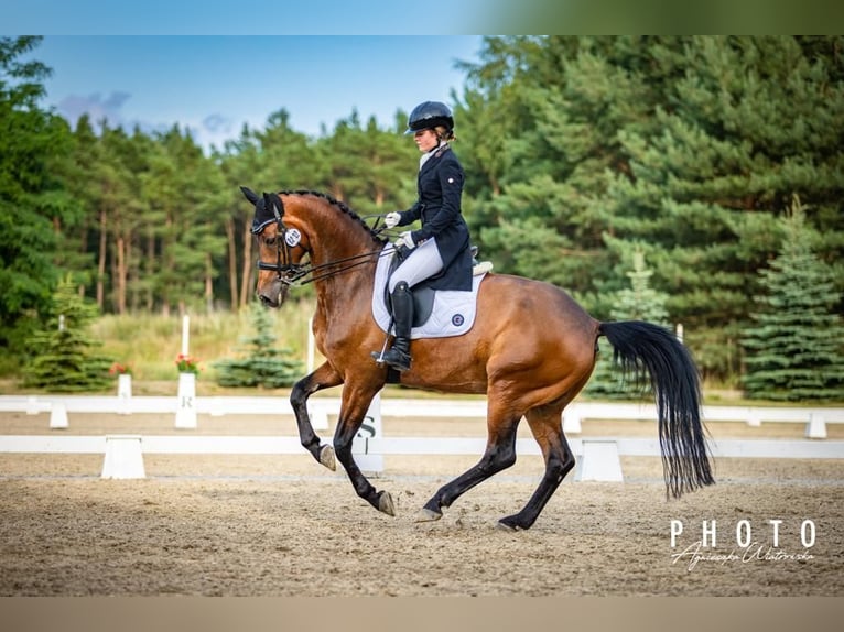 Westphalian Gelding 13 years 16,1 hh Bay in Drawsko Pomorskie