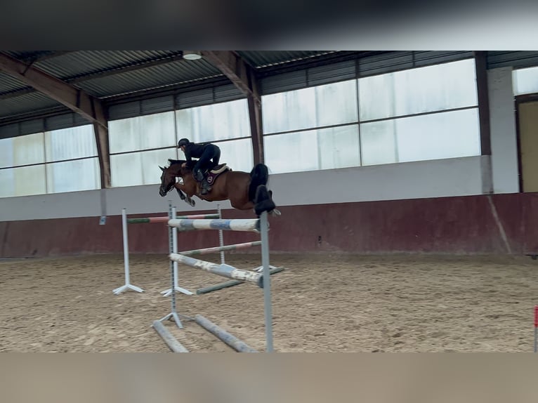 Westphalian Gelding 13 years 16,1 hh Brown in Różan