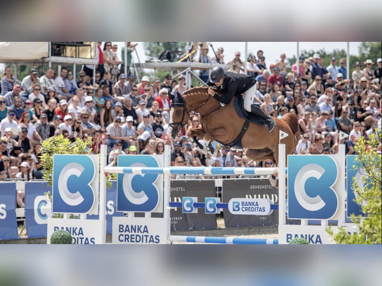 Westphalian Gelding 13 years 16.1 hh Brown in zduchovice