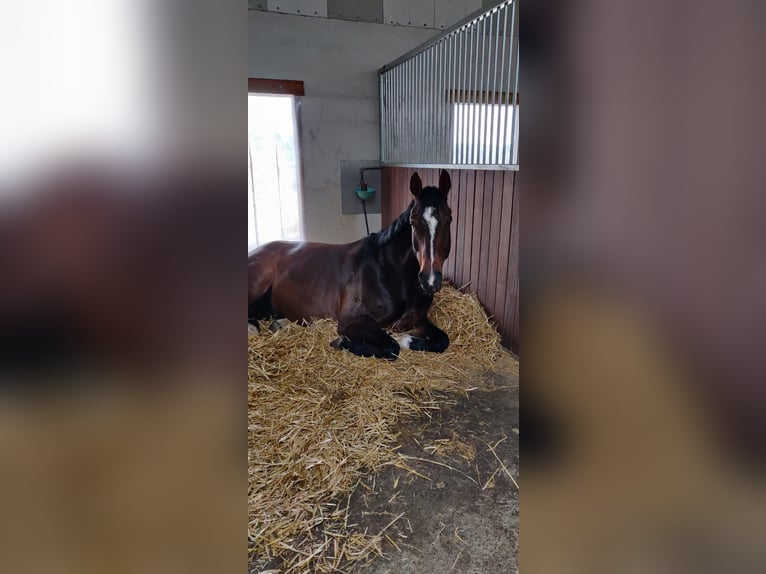 Westphalian Gelding 13 years 16,2 hh Bay-Dark in Alsfeld