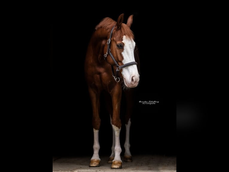 Westphalian Gelding 13 years 16,2 hh Chestnut-Red in Hemmingen