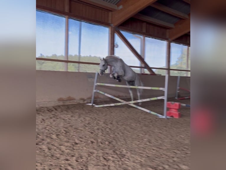 Westphalian Gelding 13 years 16.2 hh Grey-Fleabitten in Illschwang