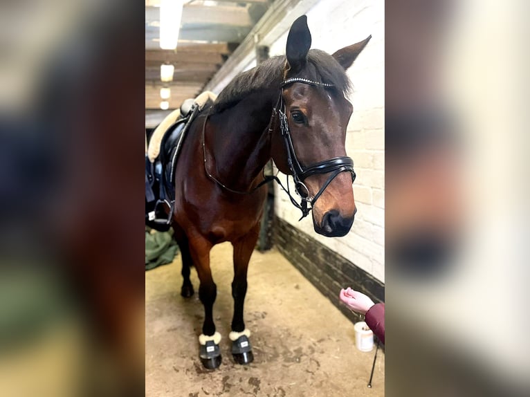 Westphalian Gelding 13 years 16,3 hh Bay-Dark in Essen