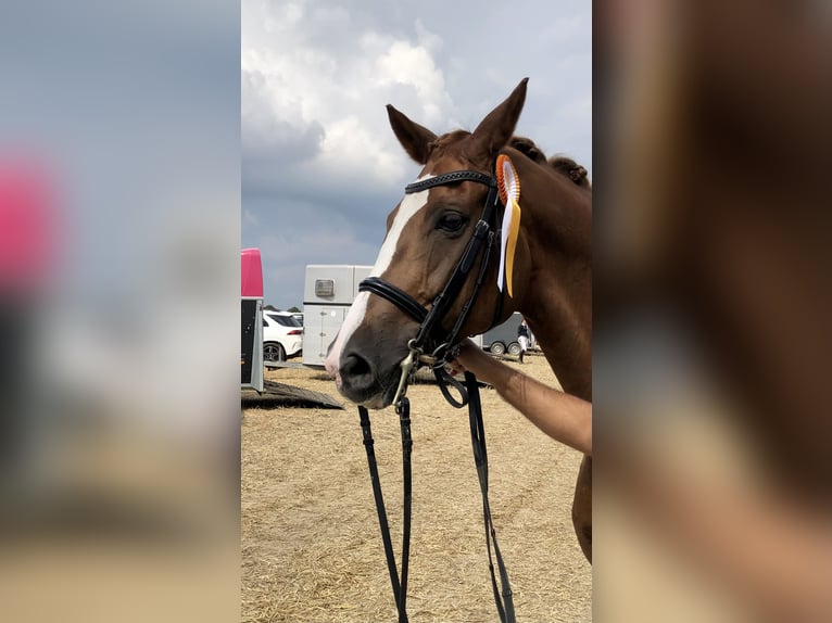 Westphalian Gelding 13 years 16,3 hh Chestnut in Bottrop