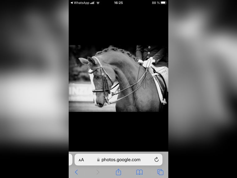 Westphalian Gelding 13 years 16,3 hh Chestnut in Bottrop