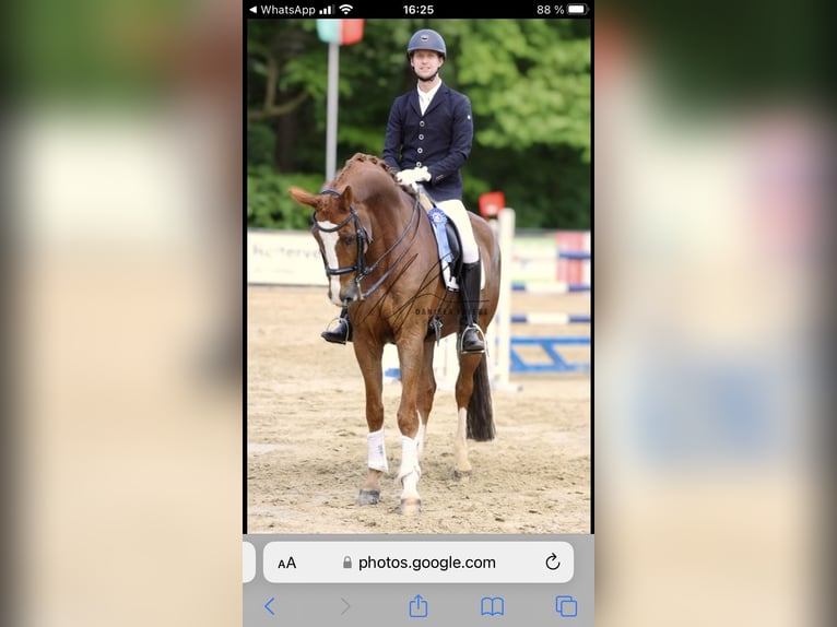 Westphalian Gelding 13 years 16,3 hh Chestnut in Bottrop