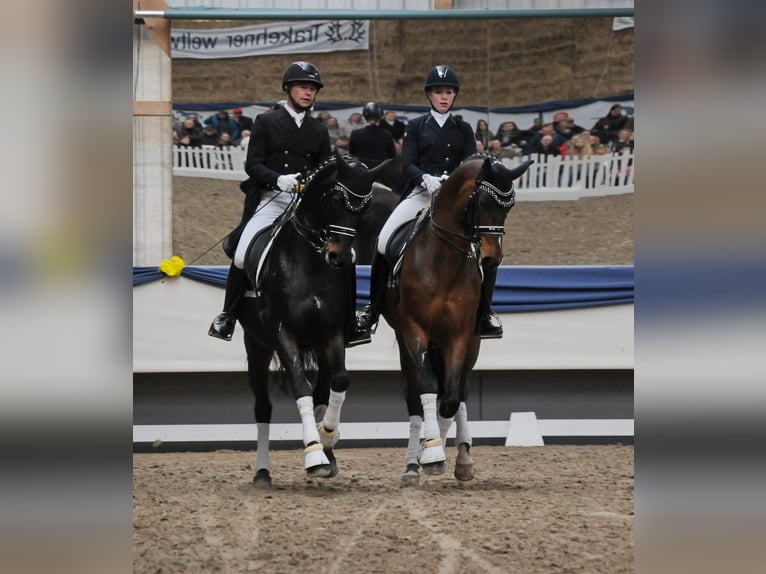 Westphalian Gelding 13 years 16 hh Smoky-Black in Herbstein