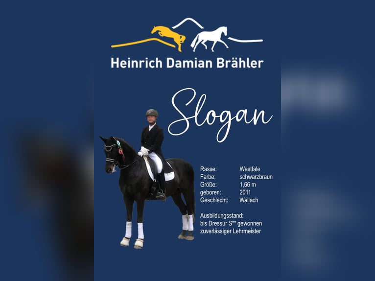 Westphalian Gelding 13 years 16 hh Smoky-Black in Herbstein