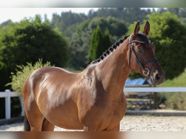 Westphalian Gelding 13 years 16,1 hh Brown in Schw&#xE4;bisch Hall