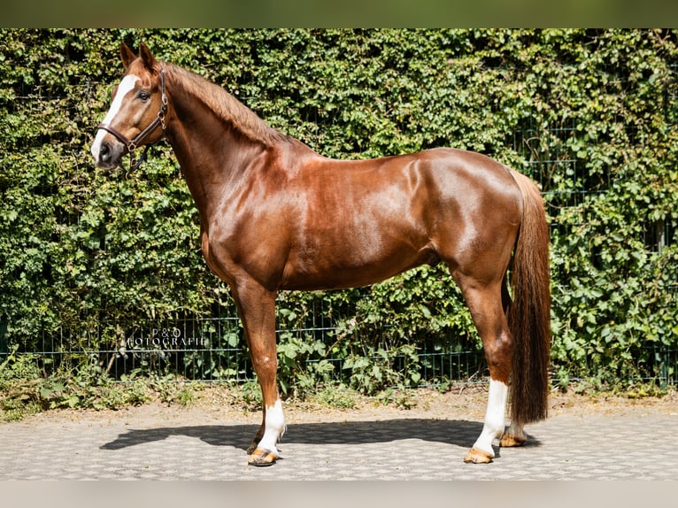 Westphalian Gelding 13 years 16,2 hh Chestnut in Haltern am Se