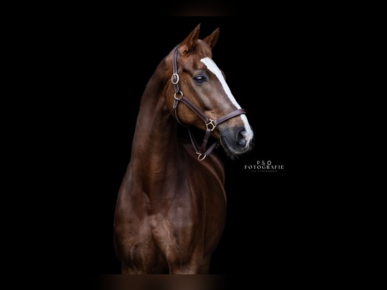 Westphalian Gelding 13 years 16,2 hh Chestnut in Haltern am Se