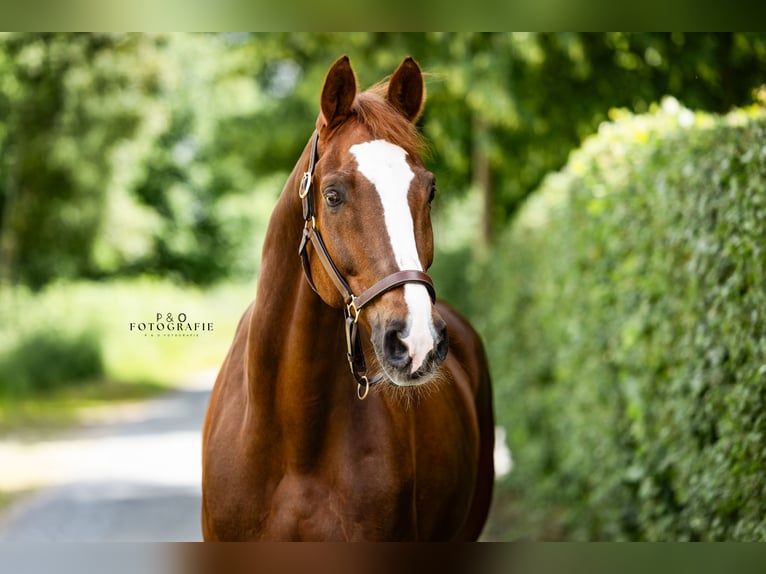Westphalian Gelding 13 years 16,2 hh Chestnut in Haltern am Se