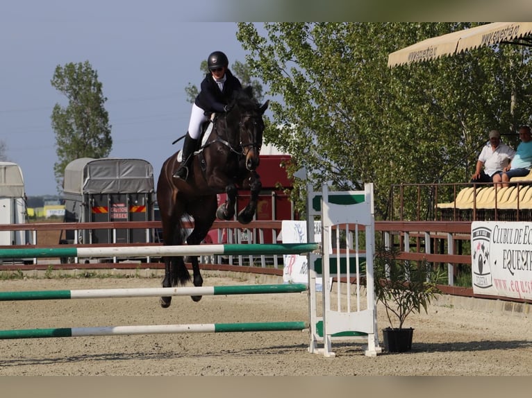 Westphalian Gelding 13 years 16,3 hh Brown in Olari