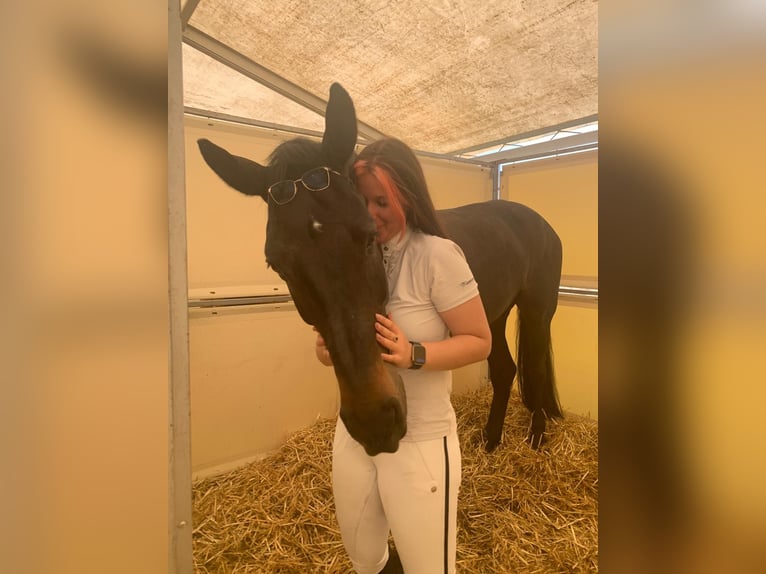 Westphalian Gelding 13 years 16,3 hh Brown in Olari