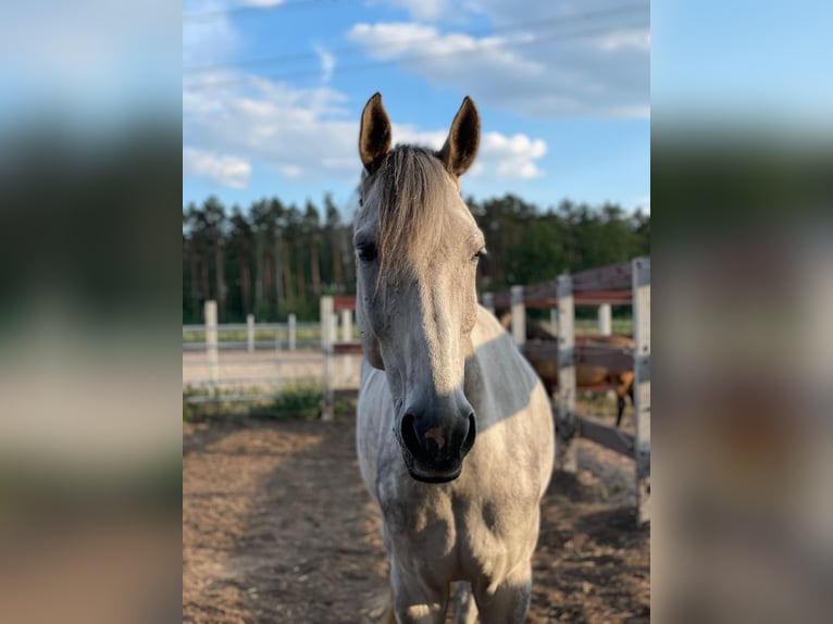 Westphalian Gelding 13 years 16,3 hh Grey in Sch&#xF6;nwalde