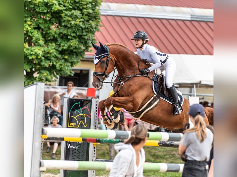 Westphalian Gelding 13 years 17,1 hh Chestnut-Red in Ochsenhausen