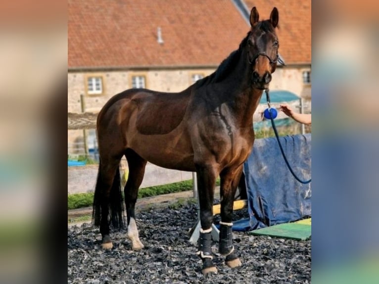 Westphalian Gelding 13 years 17.2 hh Bay-Dark in OerlinghausenOerlinghausen