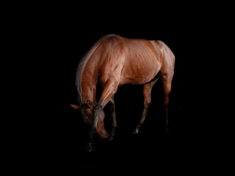 Westphalian Gelding 13 years 17 hh Brown in Greven