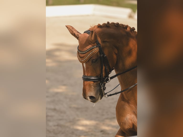 Westphalian Gelding 13 years 17 hh Chestnut-Red in Bad Soden am Taunus