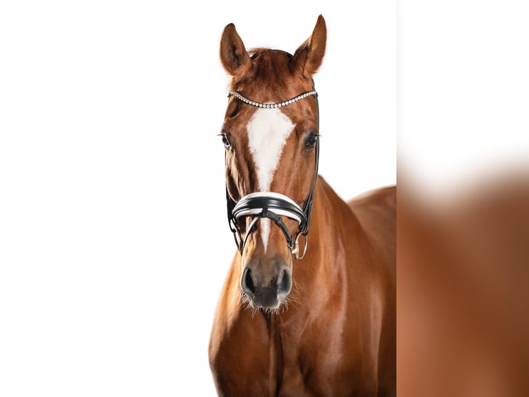Westphalian Gelding 13 years 17 hh Chestnut-Red in Werther