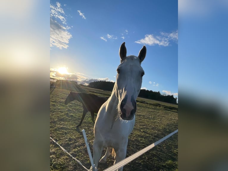 Westphalian Gelding 13 years 17 hh Gray-Red-Tan in Bischoffen