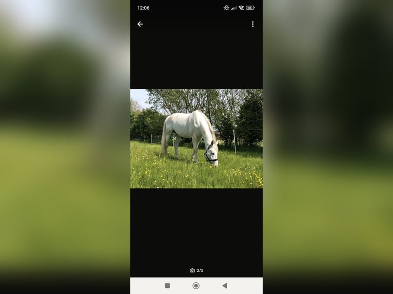 Westphalian Gelding 13 years 17 hh Gray-Red-Tan in Bischoffen