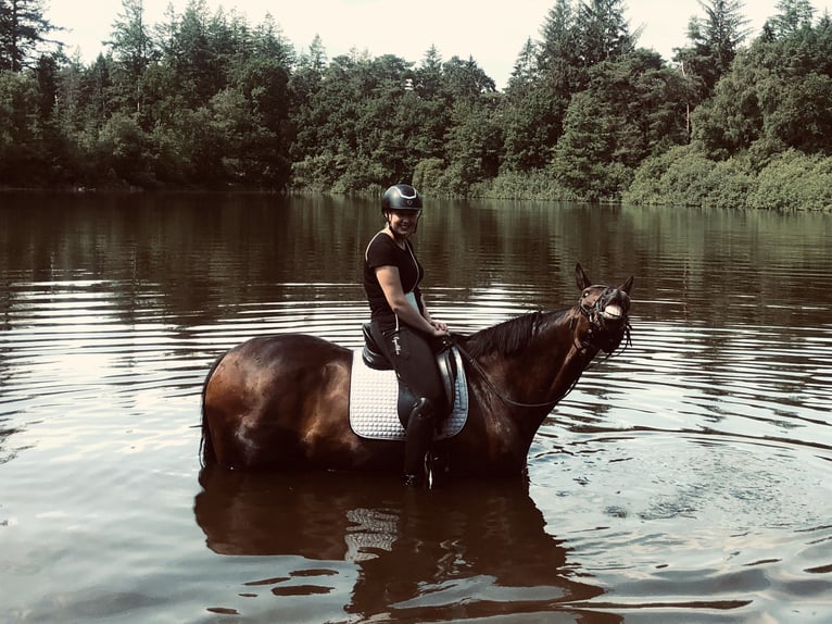 Westphalian Gelding 13 years 17,1 hh Brown in Emden