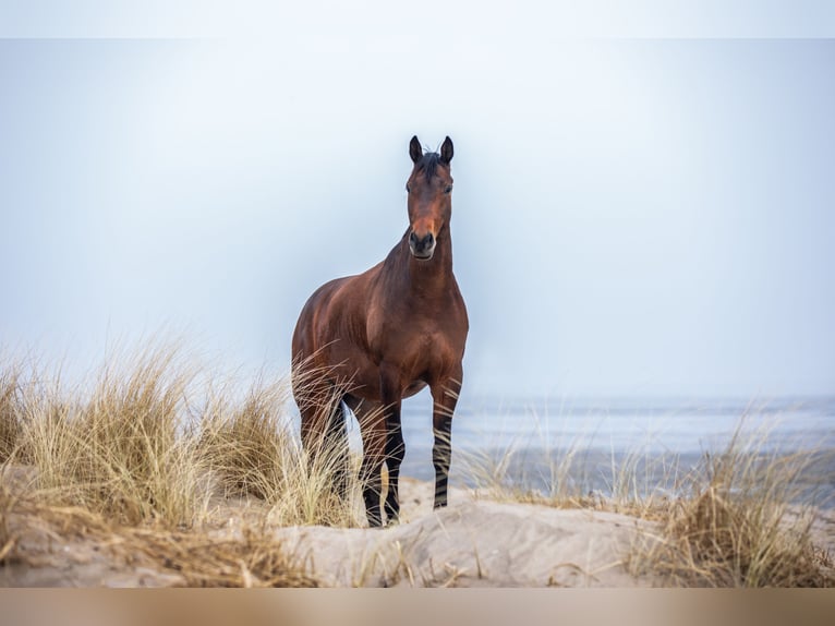 Westphalian Gelding 13 years 17,1 hh Brown in Emden