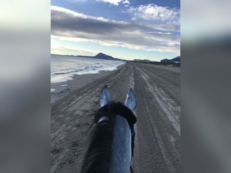 Westphalian Gelding 13 years 17,1 hh Gray in Bergheim