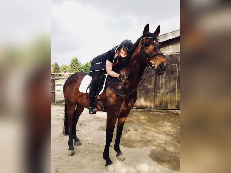 Westphalian Gelding 13 years 17,2 hh Bay-Dark in Siegen