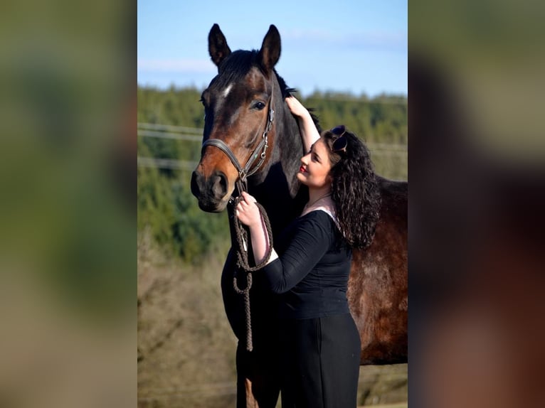 Westphalian Gelding 13 years 17,2 hh Bay-Dark in Siegen